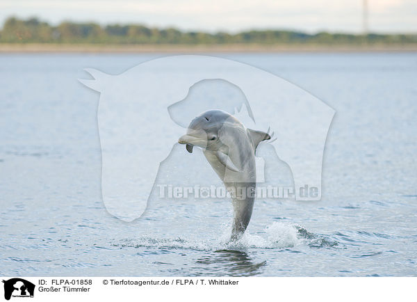 Groer Tmmler / bottle-nosed dolphin / FLPA-01858