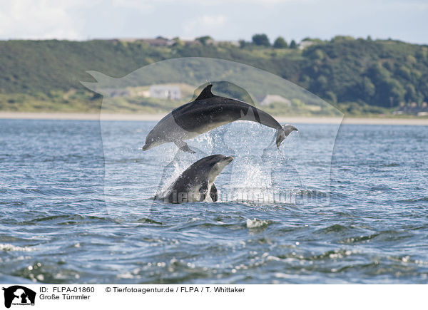 Groe Tmmler / bottle-nosed dolphins / FLPA-01860