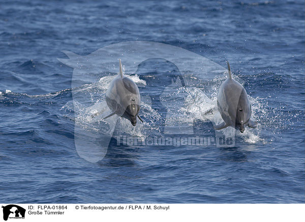 Groe Tmmler / bottle-nosed dolphins / FLPA-01864