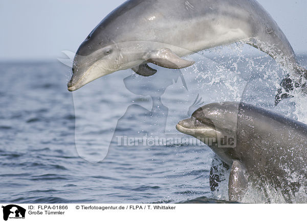 Groe Tmmler / bottle-nosed dolphins / FLPA-01866