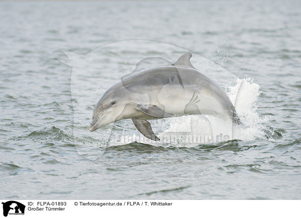 Groer Tmmler / bottle-nosed dolphin / FLPA-01893