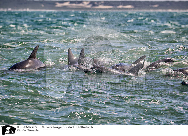 Groe Tmmler / bottle-nosed dolphins / JR-02709