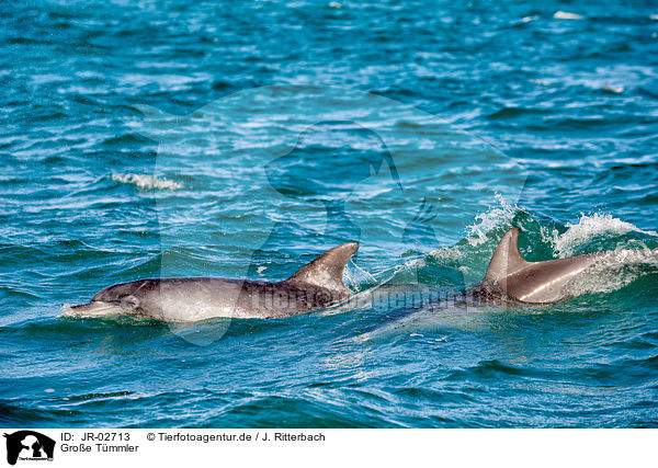 Groe Tmmler / bottle-nosed dolphins / JR-02713