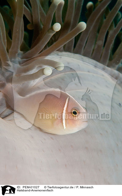 Halsband-Anemonenfisch / pink anemonefish / PEM-01027