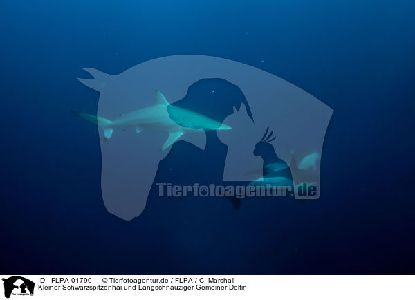 Kleiner Schwarzspitzenhai und Langschnuziger Gemeiner Delfin / FLPA-01790