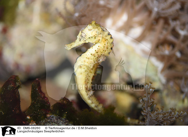 Langschnuziges Seepferdchen / long-snouted seahorse / DMS-08260