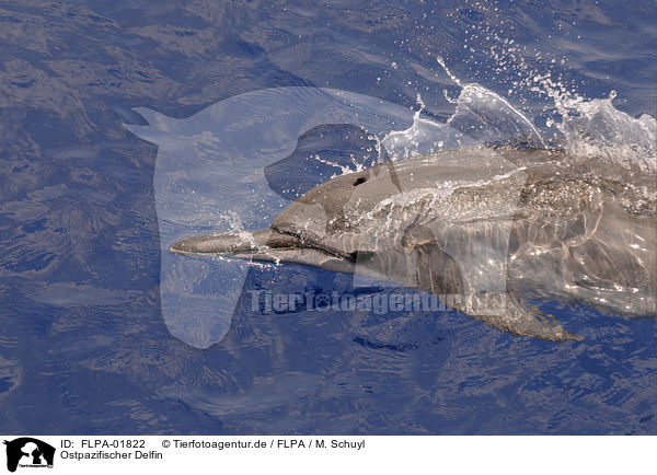 Ostpazifischer Delfin / FLPA-01822
