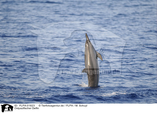 Ostpazifischer Delfin / FLPA-01823