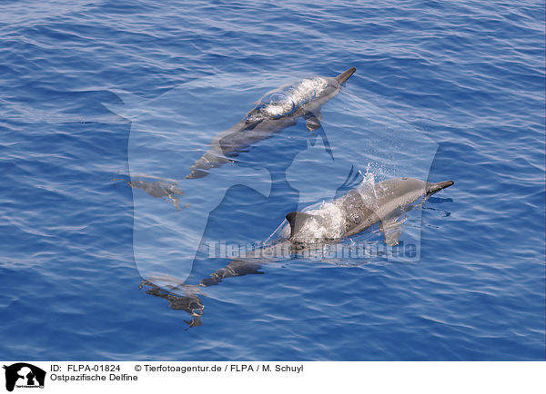 Ostpazifische Delfine / FLPA-01824