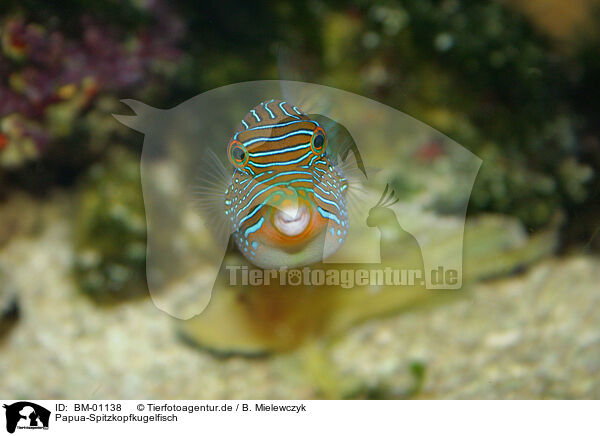 Papua-Spitzkopfkugelfisch / BM-01138
