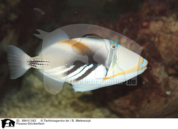 Picasso-Drckerfisch / triggerfish / BM-01382