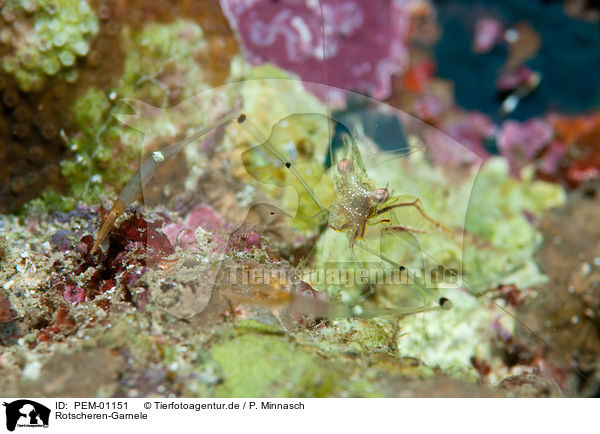 Rotscheren-Garnele / long arm shrimp / PEM-01151