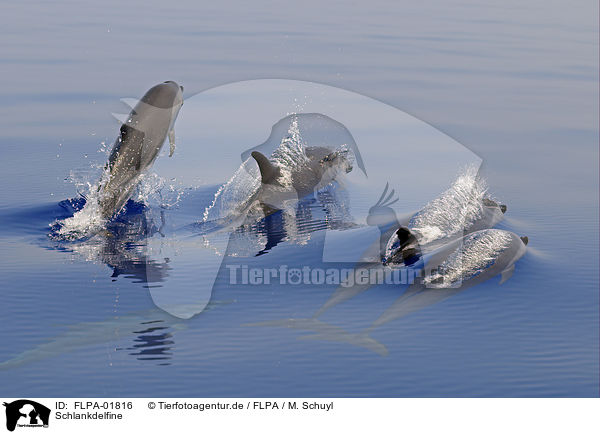 Schlankdelfine / pantropical spotted dolphins / FLPA-01816