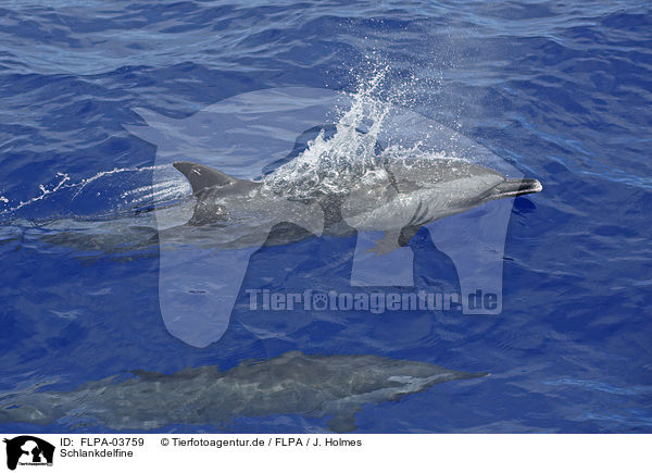Schlankdelfine / pantropical spotted dolphins / FLPA-03759