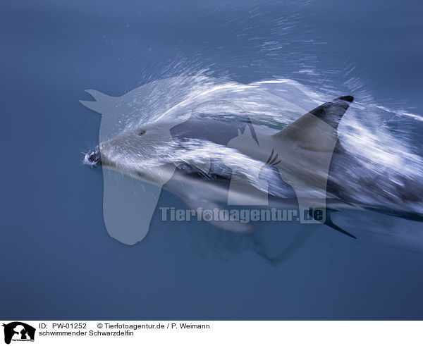schwimmender Schwarzdelfin / swimming dusky dolphin / PW-01252