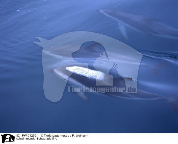 schwimmende Schwarzdelfine / swimming dusky dolphins / PW-01255