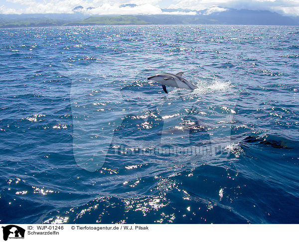Schwarzdelfin / dusky dolphin / WJP-01246