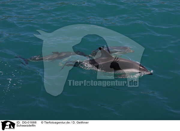 Schwarzdelfin / dusky dolphin / DG-01688