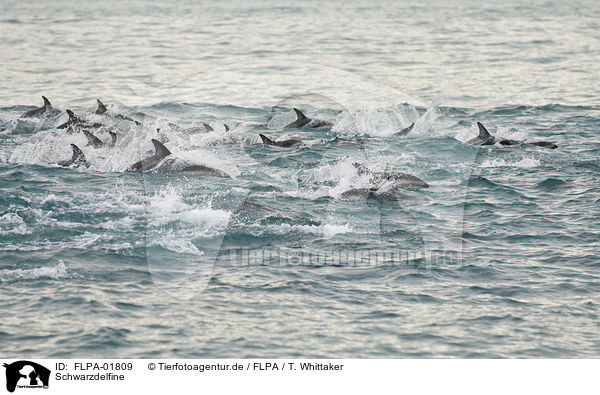 Schwarzdelfine / dusky dolphins / FLPA-01809
