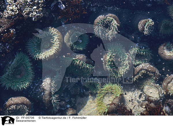 Seeanemonen / sea anemones / FF-05706