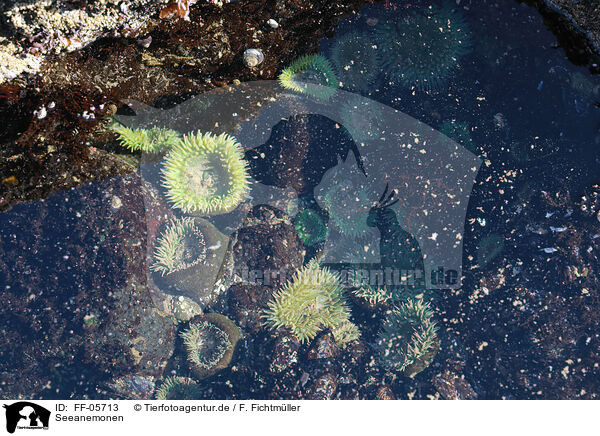 Seeanemonen / sea anemones / FF-05713