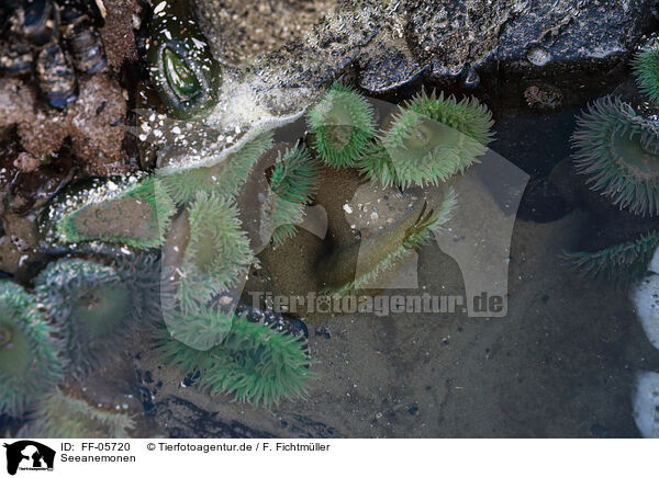 Seeanemonen / sea anemones / FF-05720