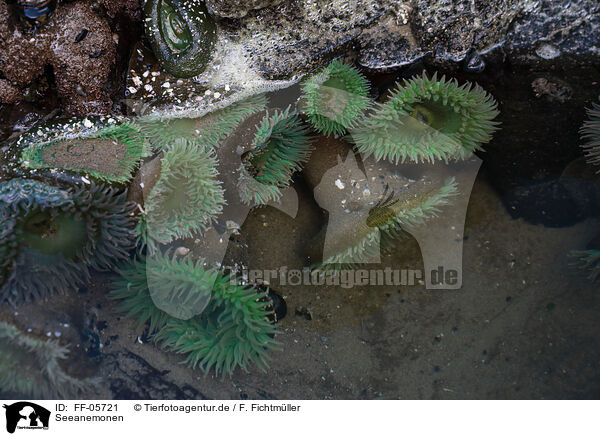 Seeanemonen / sea anemones / FF-05721