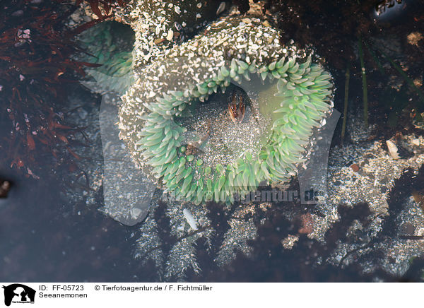 Seeanemonen / sea anemones / FF-05723