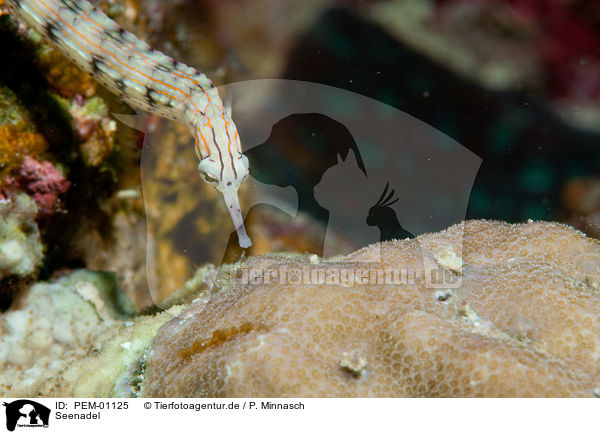 Seenadel / pipefish / PEM-01125