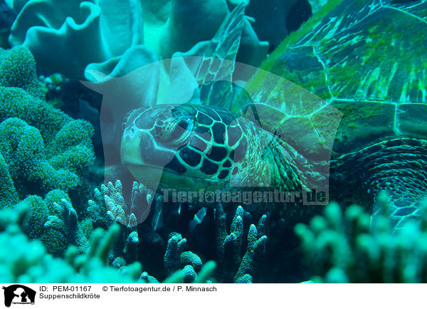 Suppenschildkrte / green sea turtle / PEM-01167
