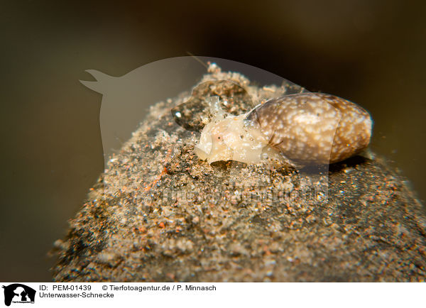 Unterwasser-Schnecke / water snail / PEM-01439