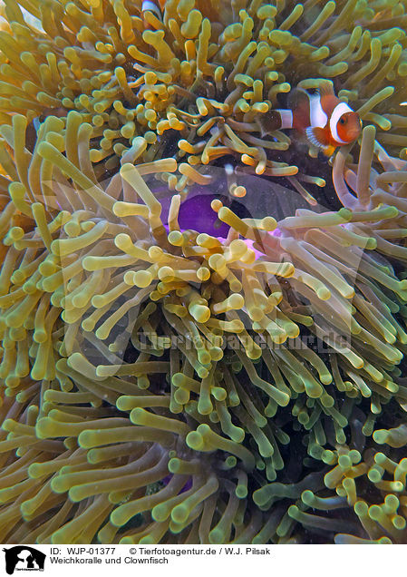 Weichkoralle und Clownfisch / soft coral and clownfish / WJP-01377