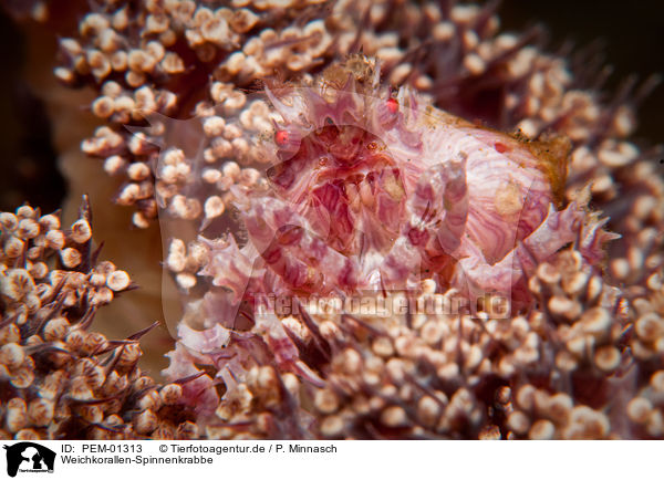 Weichkorallen-Spinnenkrabbe / soft coral crab / PEM-01313