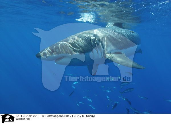 Weier Hai / great white shark / FLPA-01791