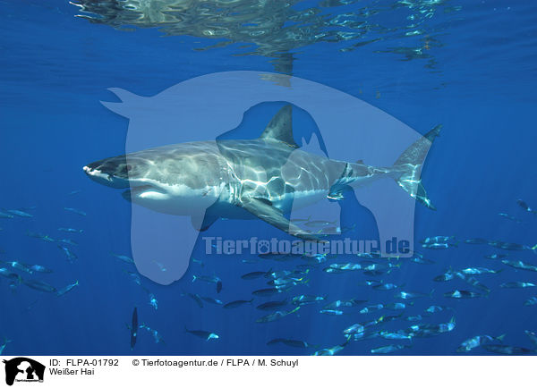 Weier Hai / great white shark / FLPA-01792
