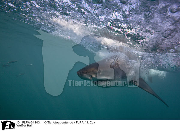 Weier Hai / great white shark / FLPA-01803