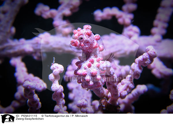 Zwerg-Seepferdchen / pygmy seahorse / PEM-01115
