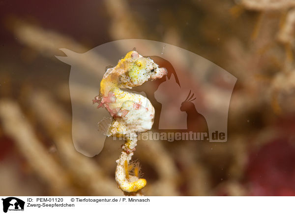 Zwerg-Seepferdchen / pygmy seahorse / PEM-01120