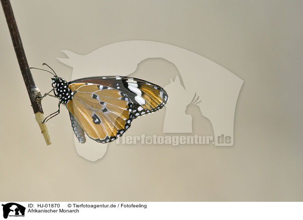 Afrikanischer Monarch / HJ-01870