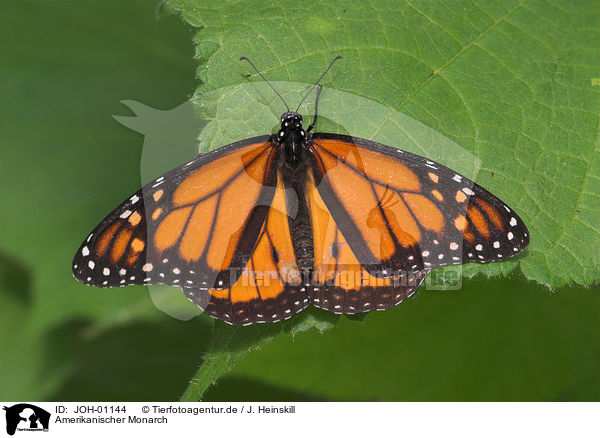 Amerikanischer Monarch / monarch butterfly / JOH-01144