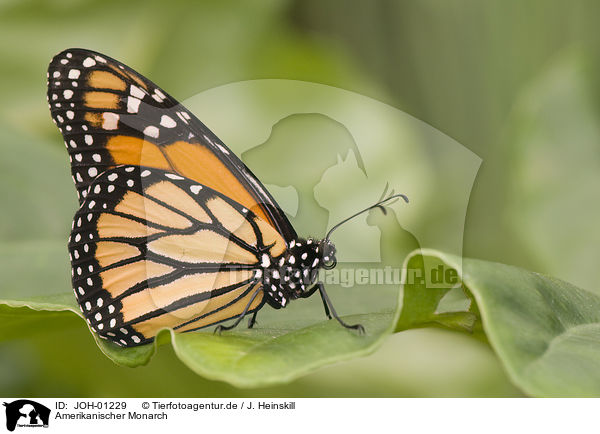 Amerikanischer Monarch / JOH-01229