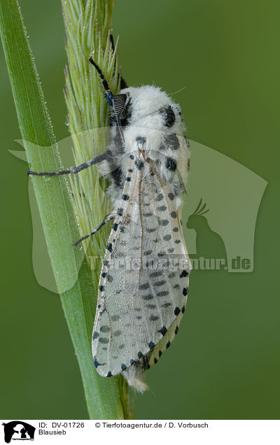 Blausieb / leopard moth / DV-01726
