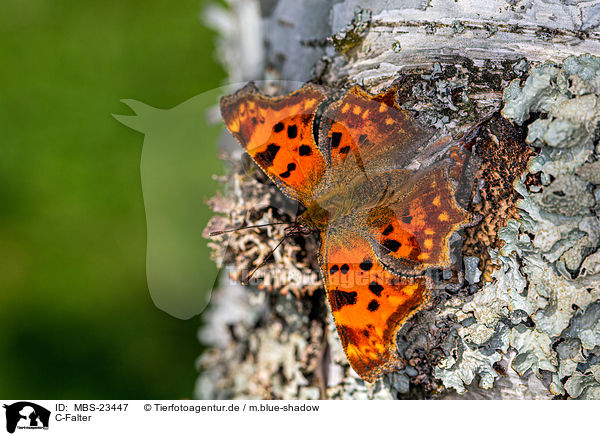 C-Falter / southern comma / MBS-23447
