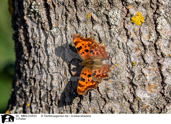 C-Falter / southern comma / MBS-23553