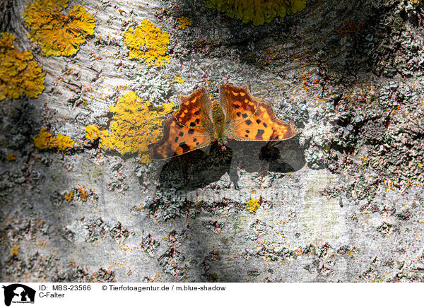C-Falter / southern comma / MBS-23566