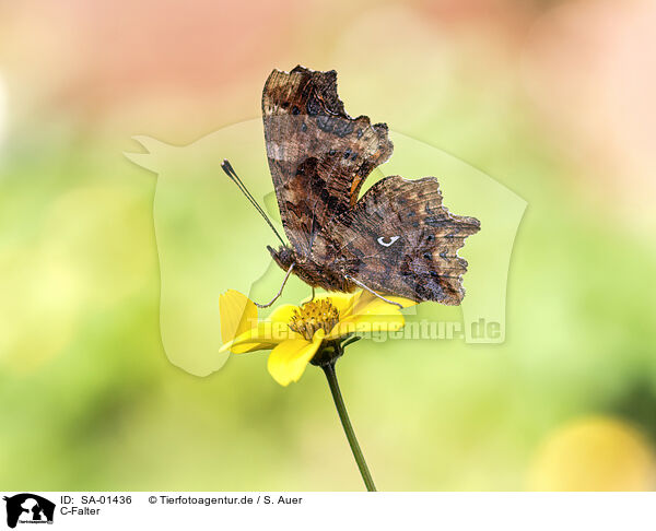 C-Falter / comma butterfly / SA-01436