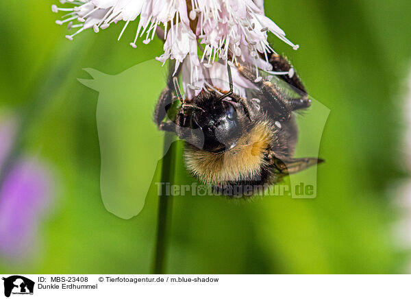 Dunkle Erdhummel / buff-tailed bumblebee / MBS-23408
