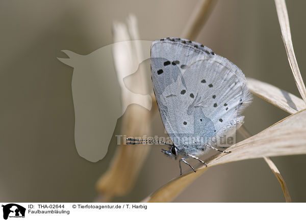 Faulbaumbluling / blue butterfly / THA-02644