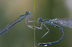 Blaue Federlibelle