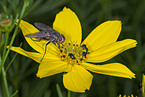 Fliege und Kfer auf Blume